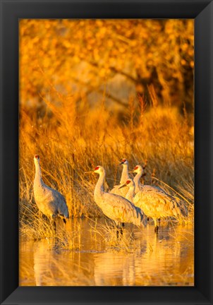 Framed Sandhill Cranes In Water At Sunrise Print