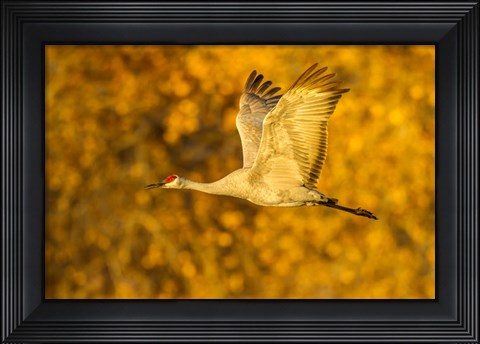 Framed Sandhill Crane Flying Print