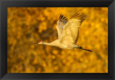 Framed Sandhill Crane Flying Print