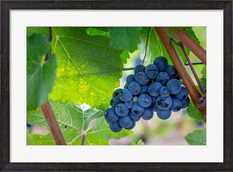 Framed Oregon, Elk Cove Winery Grapes On The Vine Print