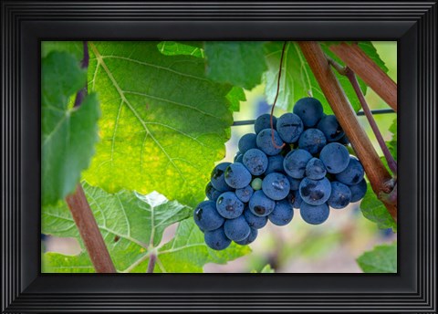 Framed Oregon, Elk Cove Winery Grapes On The Vine Print