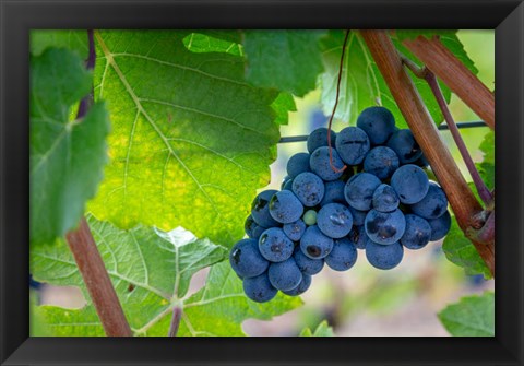 Framed Oregon, Elk Cove Winery Grapes On The Vine Print