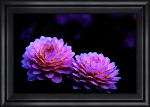 Framed Oregon,  Abstract Of Dahlias In Garden Print
