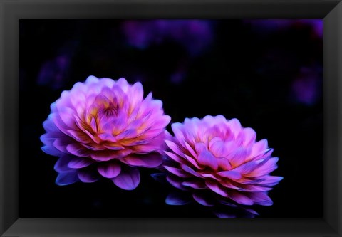 Framed Oregon,  Abstract Of Dahlias In Garden Print