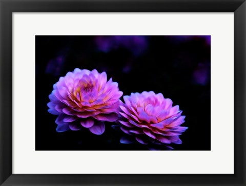 Framed Oregon,  Abstract Of Dahlias In Garden Print