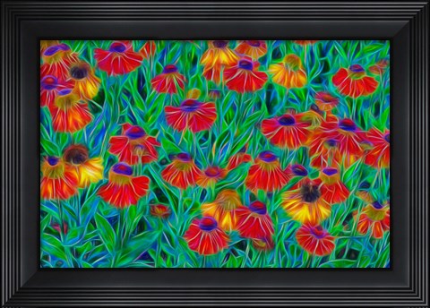 Framed Oregon, Coos Bay, Abstract Of Helenium Flowers In Garden Print