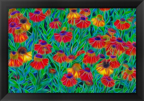 Framed Oregon, Coos Bay, Abstract Of Helenium Flowers In Garden Print