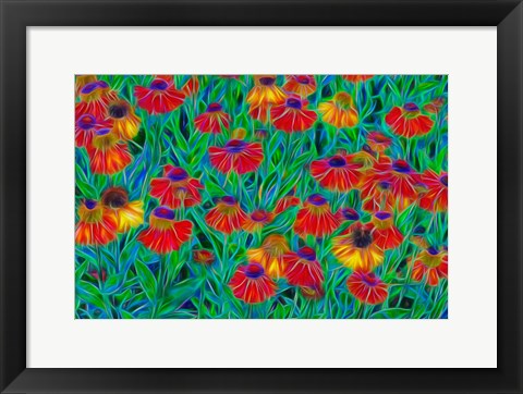 Framed Oregon, Coos Bay, Abstract Of Helenium Flowers In Garden Print