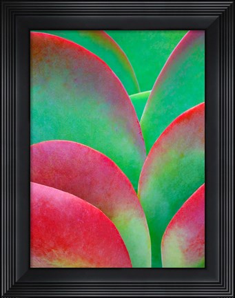 Framed Oregon, Kalanchoe Succulent Plant Close-Up Print