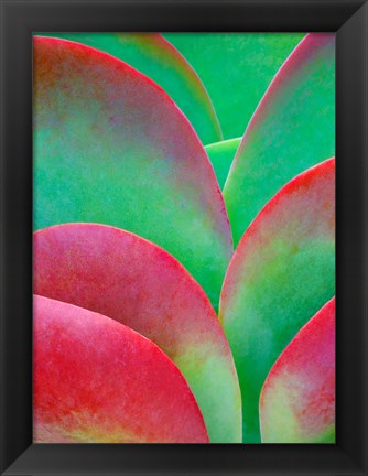 Framed Oregon, Kalanchoe Succulent Plant Close-Up Print