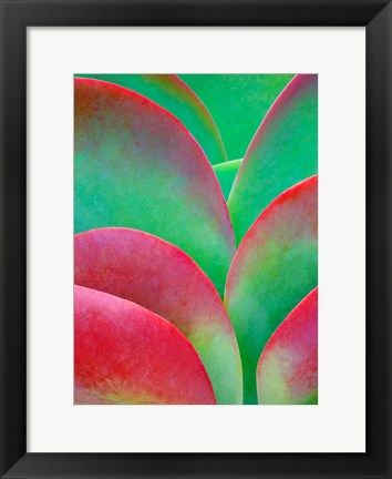 Framed Oregon, Kalanchoe Succulent Plant Close-Up Print