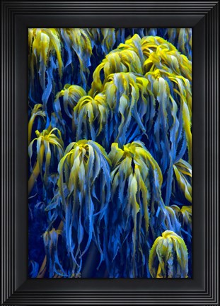 Framed Oregon, Bandon Abstract Photo Of Pacific Sea Kelp Print