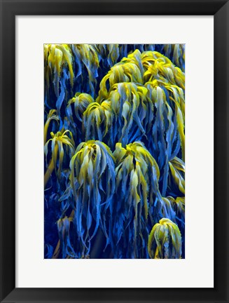 Framed Oregon, Bandon Abstract Photo Of Pacific Sea Kelp Print