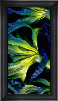Framed Oregon, Cape Arago Abstract Photo Of Pacific Bull Kelp Print