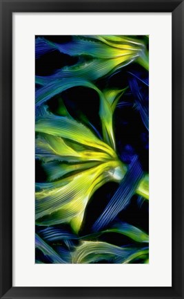 Framed Oregon, Cape Arago Abstract Photo Of Pacific Bull Kelp Print