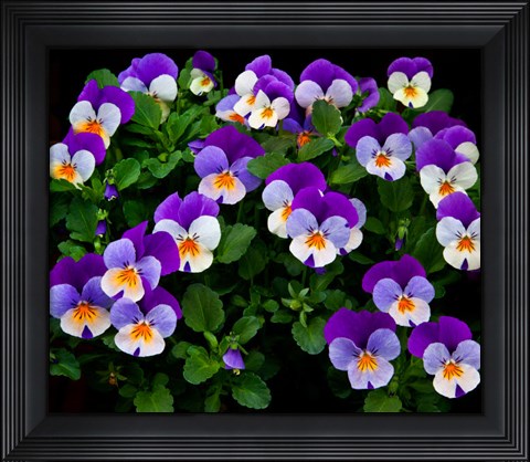 Framed Oregon, Coos Bay Purple Violas Print