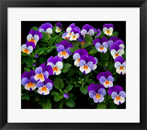 Framed Oregon, Coos Bay Purple Violas Print