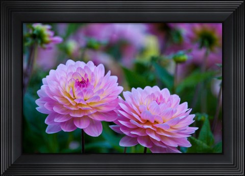 Framed Oregon, Shore Acres State Park Dahlias In Garden Print