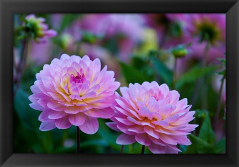 Framed Oregon, Shore Acres State Park Dahlias In Garden Print