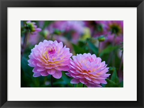 Framed Oregon, Shore Acres State Park Dahlias In Garden Print