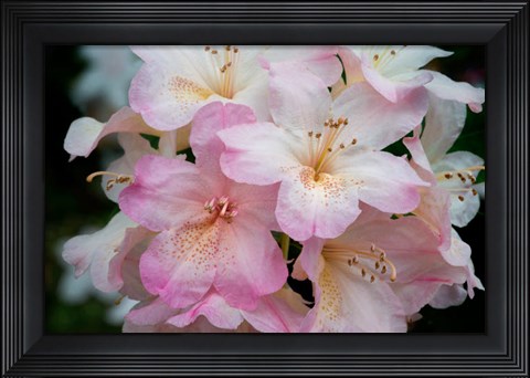 Framed Oregon, Shore Acres State Park Rhododendron Flowers Close-Up Print