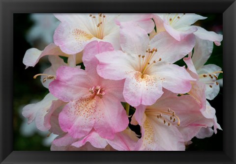 Framed Oregon, Shore Acres State Park Rhododendron Flowers Close-Up Print