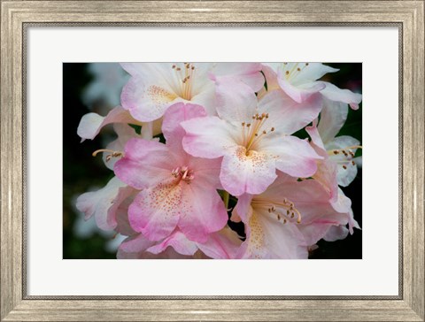 Framed Oregon, Shore Acres State Park Rhododendron Flowers Close-Up Print