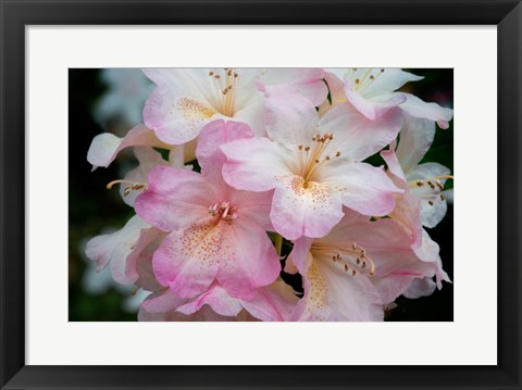 Framed Oregon, Shore Acres State Park Rhododendron Flowers Close-Up Print