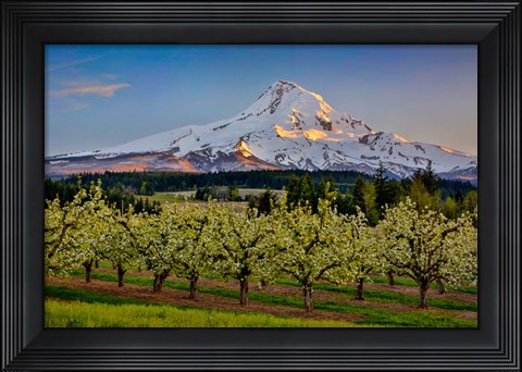 Framed Oregon Pear Orchard In Bloom And Mt Hood Print