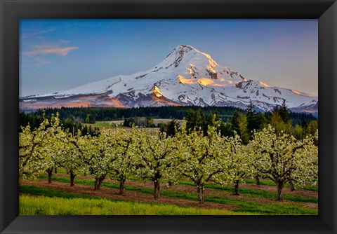 Framed Oregon Pear Orchard In Bloom And Mt Hood Print