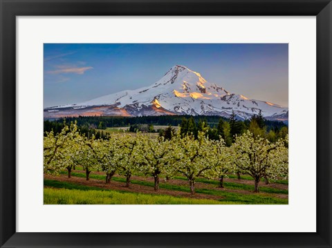 Framed Oregon Pear Orchard In Bloom And Mt Hood Print