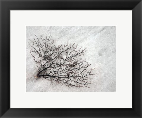 Framed Oregon, Coos Bay Abstract Of Sea Fan Print
