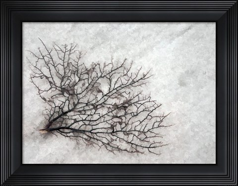 Framed Oregon, Coos Bay Abstract Of Sea Fan Print