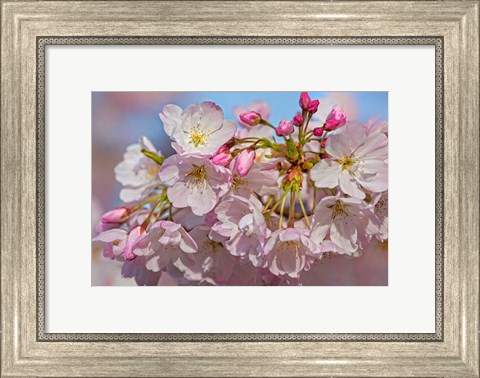 Framed Oregon, Coos Bay Akebono Cherry Blossoms Close-Up Print