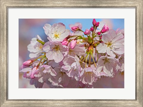 Framed Oregon, Coos Bay Akebono Cherry Blossoms Close-Up Print