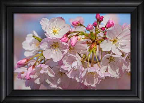Framed Oregon, Coos Bay Akebono Cherry Blossoms Close-Up Print