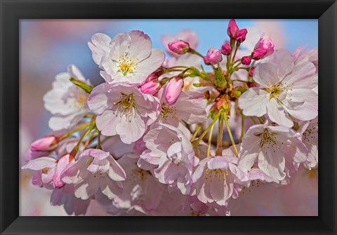 Framed Oregon, Coos Bay Akebono Cherry Blossoms Close-Up Print