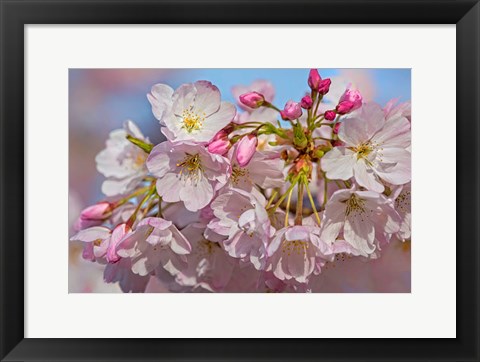 Framed Oregon, Coos Bay Akebono Cherry Blossoms Close-Up Print