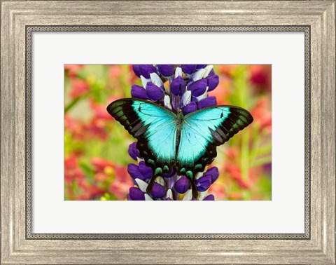 Framed Asian Tropical Swallowtail Butterfly, Papilio Larquinianus On Lupine, Bandon, Oregon Print