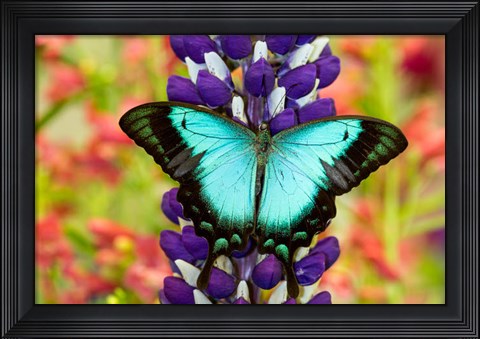 Framed Asian Tropical Swallowtail Butterfly, Papilio Larquinianus On Lupine, Bandon, Oregon Print