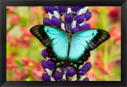 Framed Asian Tropical Swallowtail Butterfly, Papilio Larquinianus On Lupine, Bandon, Oregon Print