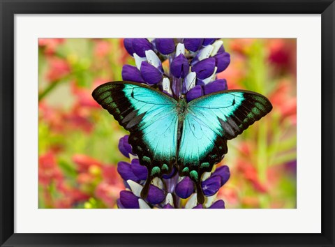 Framed Asian Tropical Swallowtail Butterfly, Papilio Larquinianus On Lupine, Bandon, Oregon Print