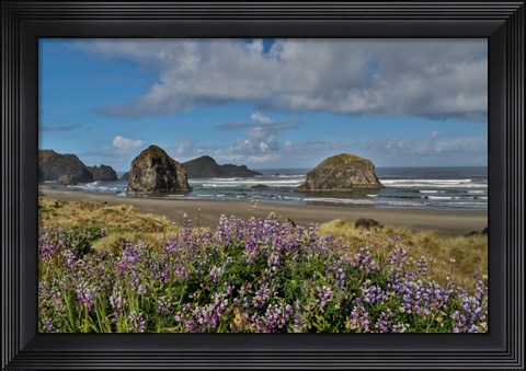 Framed Lupine Along Southern Oregon Coastline Print