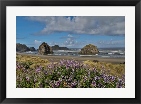 Framed Lupine Along Southern Oregon Coastline Print