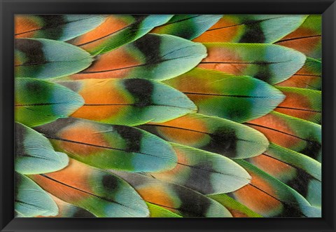Framed Lovebird Tail Feather Pattern, Bandon, Oregon Print