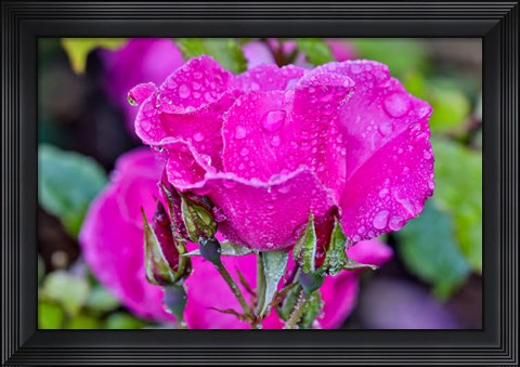 Framed Rose With Dew Drops After Rain, Shore Acres State Park, Oregon Print