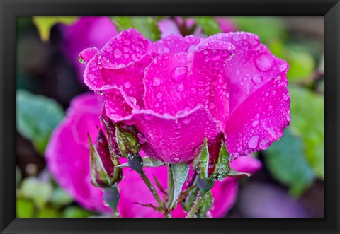 Framed Rose With Dew Drops After Rain, Shore Acres State Park, Oregon Print