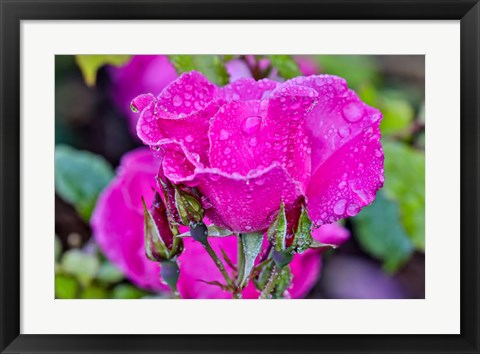 Framed Rose With Dew Drops After Rain, Shore Acres State Park, Oregon Print