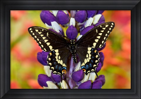 Framed Swallowtail Butterfly, Papilio Polyxenes On Lupine, Bandon, Oregon Print