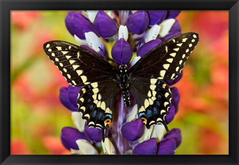 Framed Swallowtail Butterfly, Papilio Polyxenes On Lupine, Bandon, Oregon Print